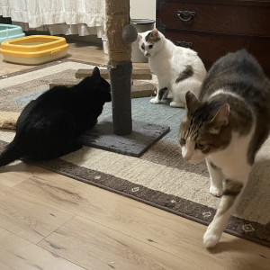 ガトー クールボーイ そうせき