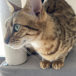 さな