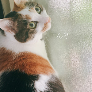 チャルちゃん